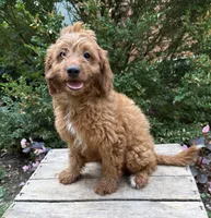 Arielle, a female Miniature Goldendoodle for sale in Middlebury, IN – 2 of 4