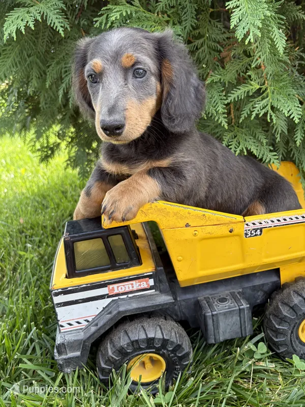 Nash – Miniature Dachshund puppy for sale in Middlebury, IN