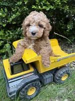 Zack, a male Cockapoo for sale in Middlebury, IN – 1 of 5