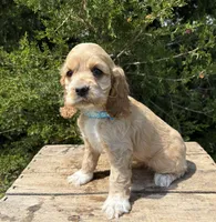 Jed, a male Cocker Spaniel for sale in Middlebury, IN – 3 of 4