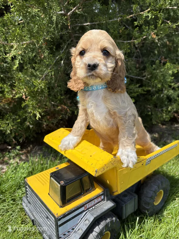 Jed – Cocker Spaniel puppy for sale in Middlebury, IN