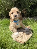 Jed, a male Cocker Spaniel for sale in Middlebury, IN – 4 of 4
