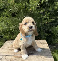 Jed, a male Cocker Spaniel for sale in Middlebury, IN – 2 of 4