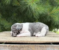 Sasha, a female French Bulldog for sale in Middlebury, IN – 4 of 5