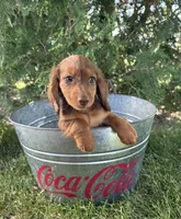 Aerie , a female Miniature Dachshund for sale in Middlebury, IN – 5 of 5