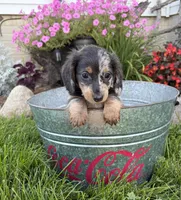 North , a male Miniature Dachshund for sale in Middlebury, IN – 3 of 5
