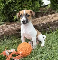 Silas, a male Jack Russell Terrier and Rat Terrier for sale in Middlebury, IN – 4 of 4