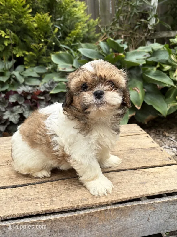 Clover – Shih Tzu puppy for sale in Middlebury, IN