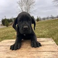 Roxy, a female Great Dane for sale in Middlebury, IN – Photo 1 of 4