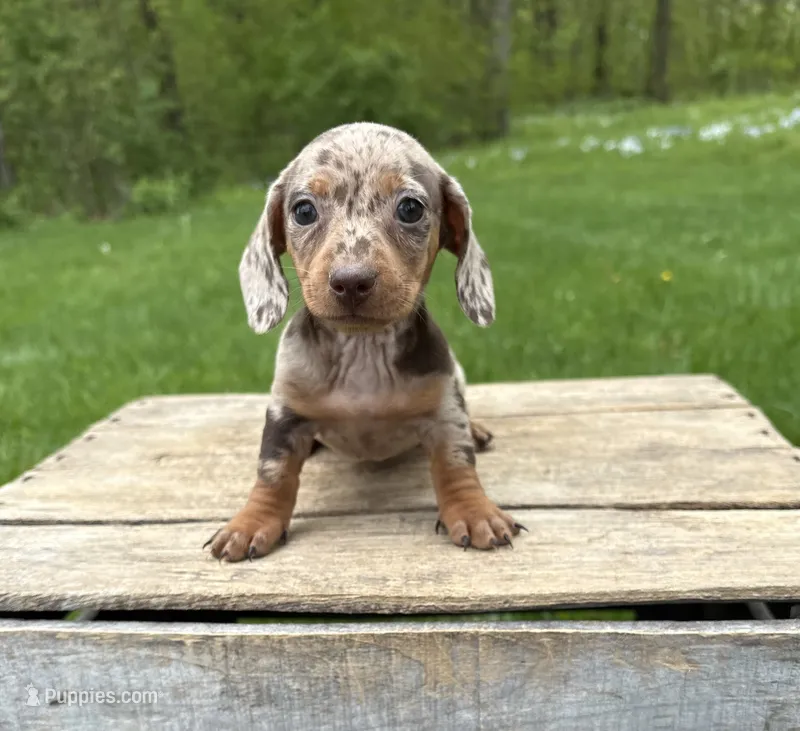 Hilda – Dachshund puppy for sale in Middlebury, IN