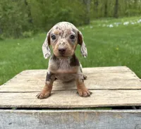 Hilda, a female Dachshund for sale in Middlebury, IN – 1 of 5