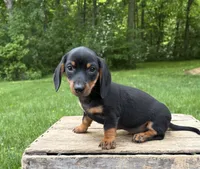 Echo , a male Dachshund for sale in Middlebury, IN – 3 of 4