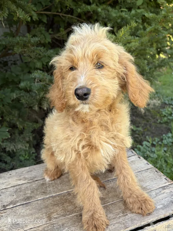 Jace – Cockapoo puppy for sale in Middlebury, IN