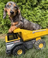 Sullivan , a male Dachshund for sale in Middlebury, IN – 1 of 4