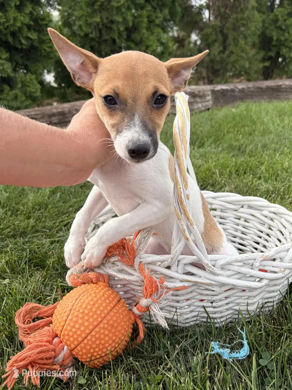 Stella – Jack Russell Terrier, Rat Terrier puppy for sale in Middlebury, IN