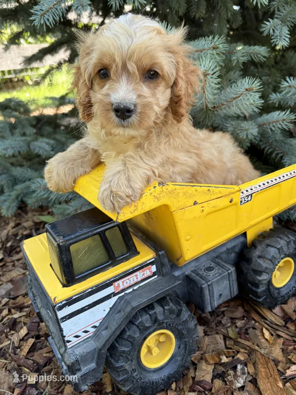 Brady – Cockapoo puppy for sale in Middlebury, IN