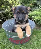 Delaney, a female German Shepherd Dog for sale in Middlebury, IN – 2 of 4