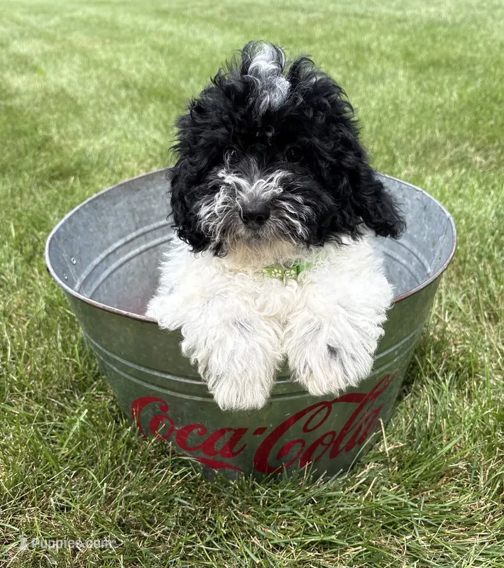 Ava – Havapoo puppy for sale in Middlebury, IN