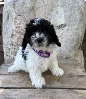 Ava, a female Havapoo for sale in Middlebury, IN – 2 of 5
