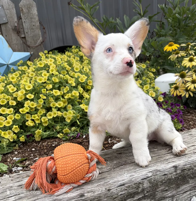 Naomi – Pembroke Welsh Corgi puppy for sale in Middlebury, IN