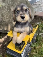 Truman, a male Schnoodle for sale in Middlebury, IN – 3 of 3