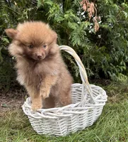 Zeus, a male Pomeranian for sale in Middlebury, IN – 2 of 5