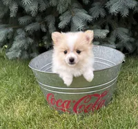 Kai, a male Pomeranian for sale in Middlebury, IN – 4 of 5