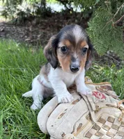 Wallen, a male Miniature Dachshund for sale in Middlebury, IN – Photo 2 of 4