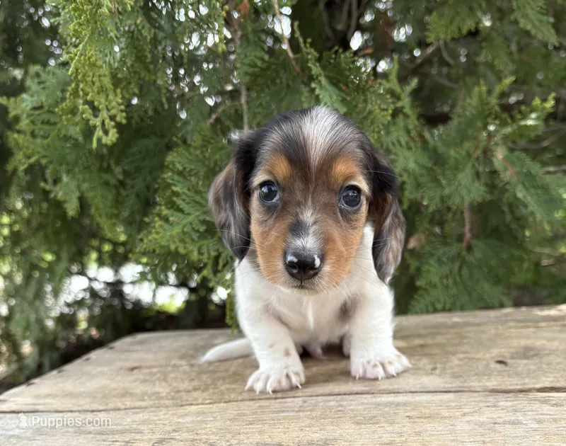 Wallen – Miniature Dachshund puppy for sale in Middlebury, IN