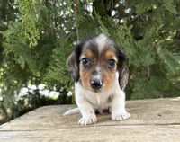 Wallen, a male Miniature Dachshund for sale in Middlebury, IN – Photo 1 of 4
