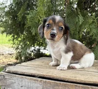 Wallen, a male Miniature Dachshund for sale in Middlebury, IN – Photo 3 of 4