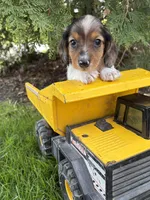Wallen, a male Miniature Dachshund for sale in Middlebury, IN – Photo 4 of 4