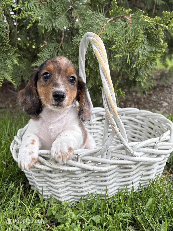 Wallen – Miniature Dachshund puppy for sale in Middlebury, IN