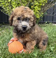 Daisy, a female Whoodle for sale in Middlebury, IN – 2 of 5