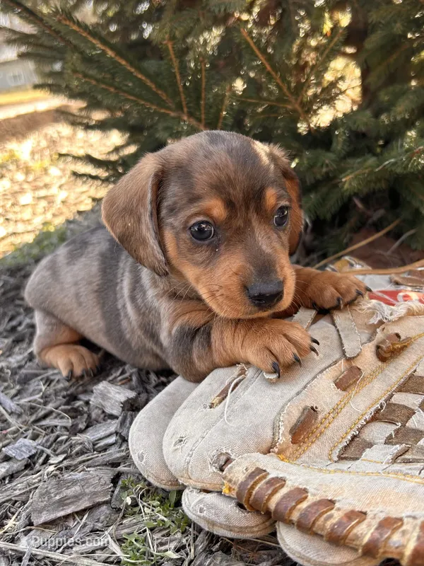 Dakota – Dachshund puppy for sale in Middlebury, IN