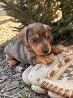 Dakota, a male Dachshund for sale in Middlebury, IN – Photo 1 of 5