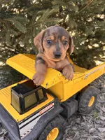 Dakota, a male Dachshund for sale in Middlebury, IN – Photo 4 of 5