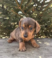 Dakota, a male Dachshund for sale in Middlebury, IN – Photo 3 of 5