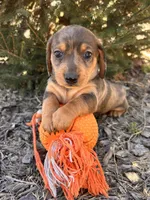 Dakota, a male Dachshund for sale in Middlebury, IN – Photo 5 of 5