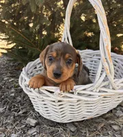 Dakota, a male Dachshund for sale in Middlebury, IN – Photo 2 of 5