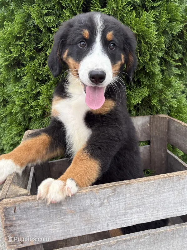 Belle – Bernese Mountain Dog puppy for sale in Middlebury, IN
