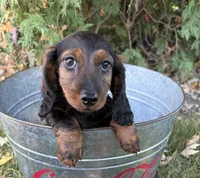 Dominic, a male Dachshund for sale in Middlebury, IN – 2 of 4