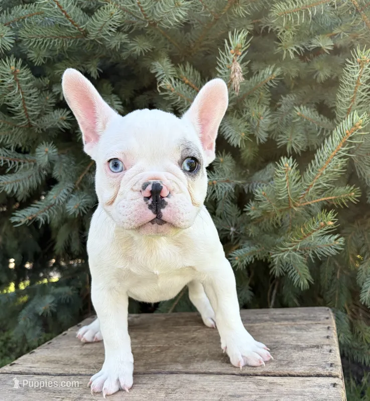 Louie – French Bulldog puppy for sale in Middlebury, IN