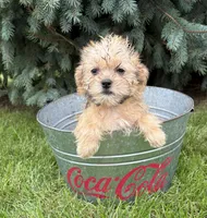 Albert, a male Morkie for sale in Middlebury, IN – 3 of 5