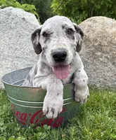 Thor, a male Great Dane for sale in Middlebury, IN – 1 of 4