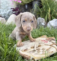 Boone, a male Miniature Dachshund for sale in Middlebury, IN – 5 of 5
