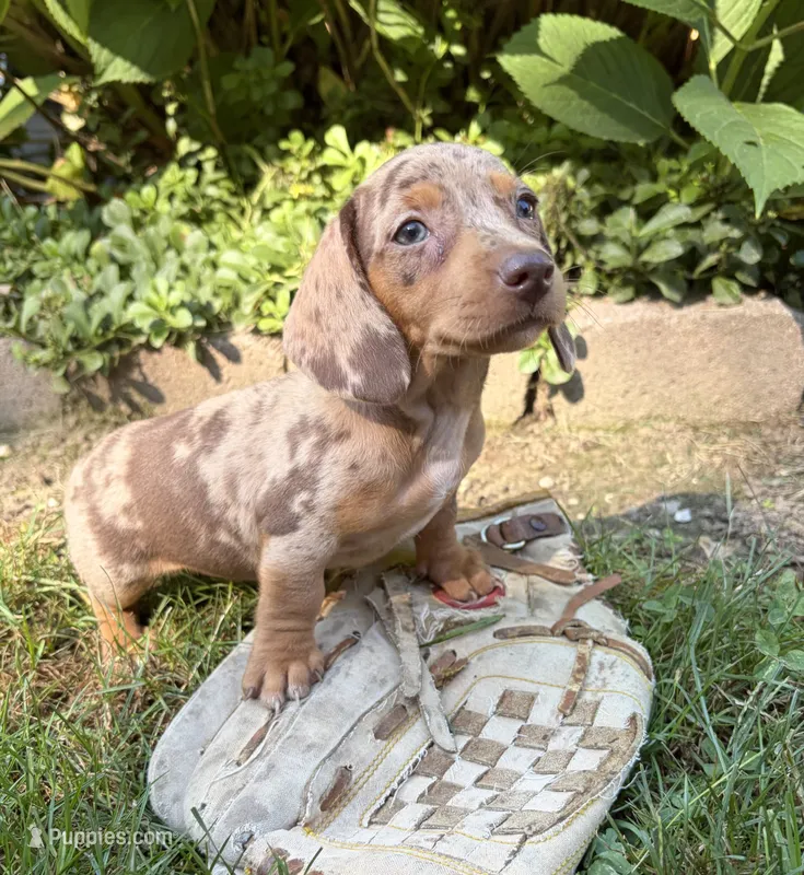 Fizzle – Dachshund puppy for sale in Middlebury, IN