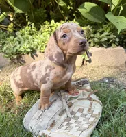 Fizzle, a male Dachshund for sale in Middlebury, IN – 1 of 5