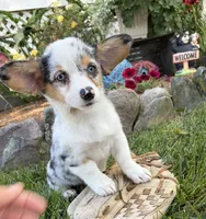 Gigi, a female Pembroke Welsh Corgi for sale in Middlebury, IN – 2 of 4