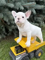 Leo, a male French Bulldog for sale in Middlebury, IN – 4 of 4